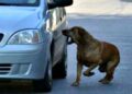 Los perros callejeros dejarán de ladrar a autos cuyo modelo sea posterior al año 2014