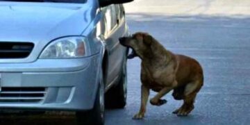 Los perros callejeros dejarán de ladrar a autos cuyo modelo sea posterior al año 2014